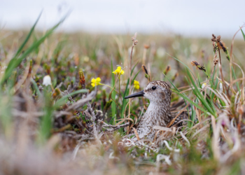 Semipalmated Sandpiper