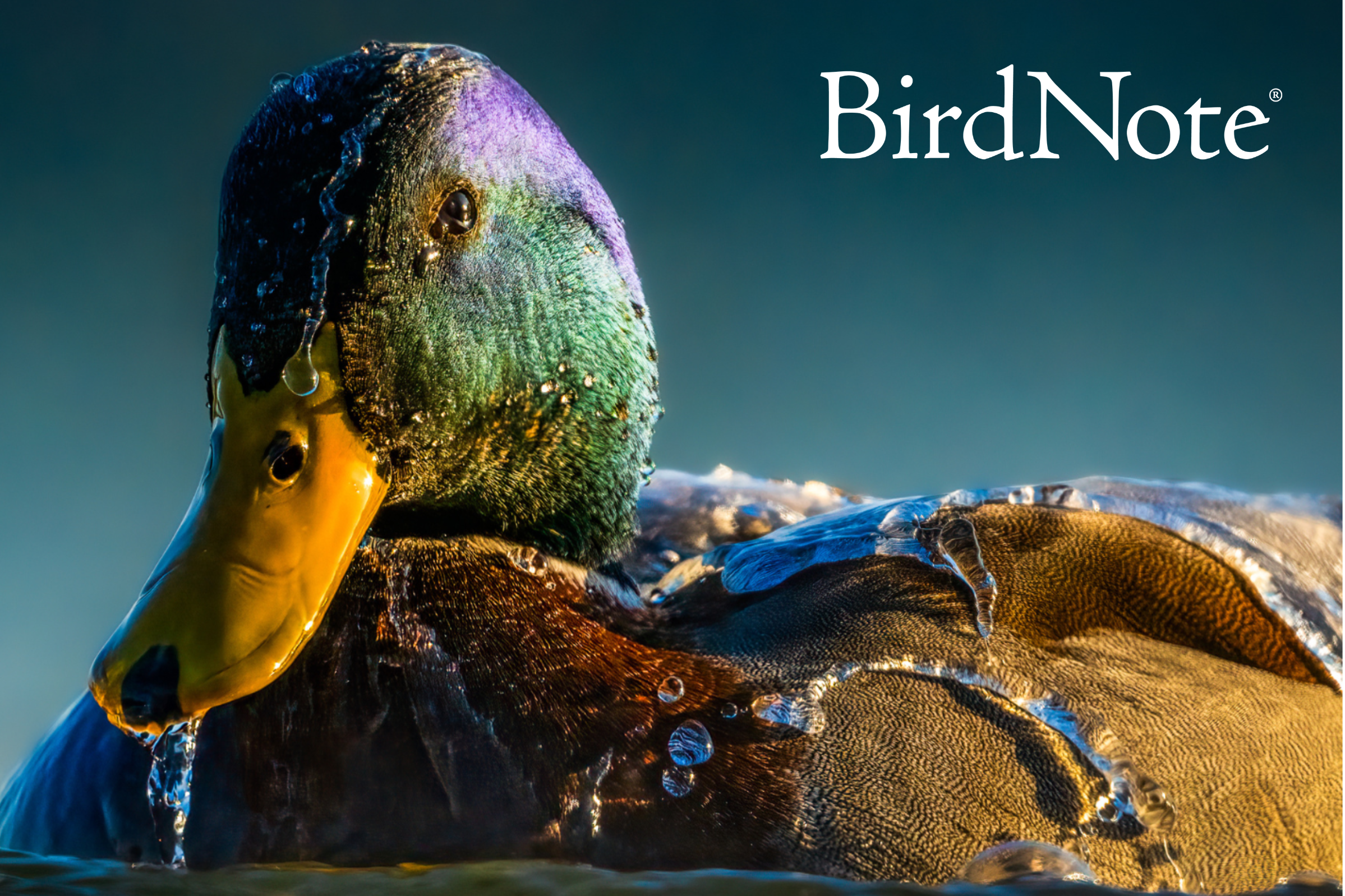 Mallard Duck