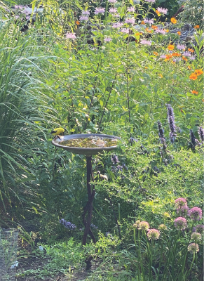 A goldfinch stops at a birdbath in von Gal’s property on the Eastern end of Long Island. Von Gal never uses chemicals on the property and grows as many native plants as she can, including the pink beebalm, which is loved by pollinators. Photo courtesy of Perfect Earth Project