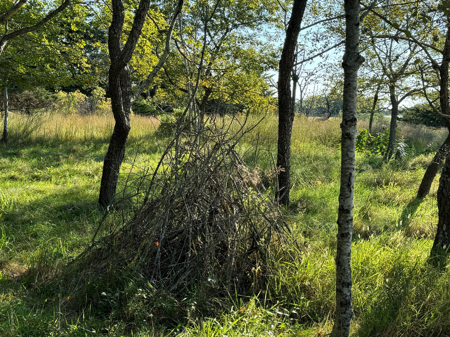 Perfect Earth Project Founder Edwina von Gal crafted a structure out of fallen branches on her property, which she calls a wren tent after the birds which frequently fly and perch to rest, eat, and hide from predators. Photo courtesy of Perfect Earth Project