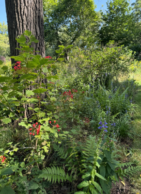 Native Plant Garden