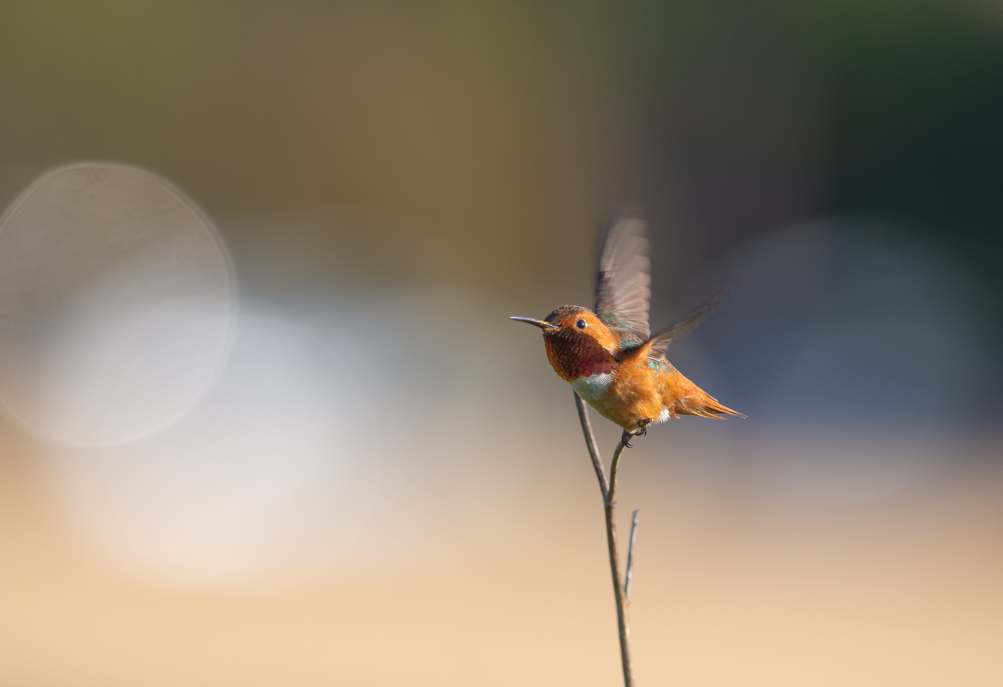 Allen's Hummingbird