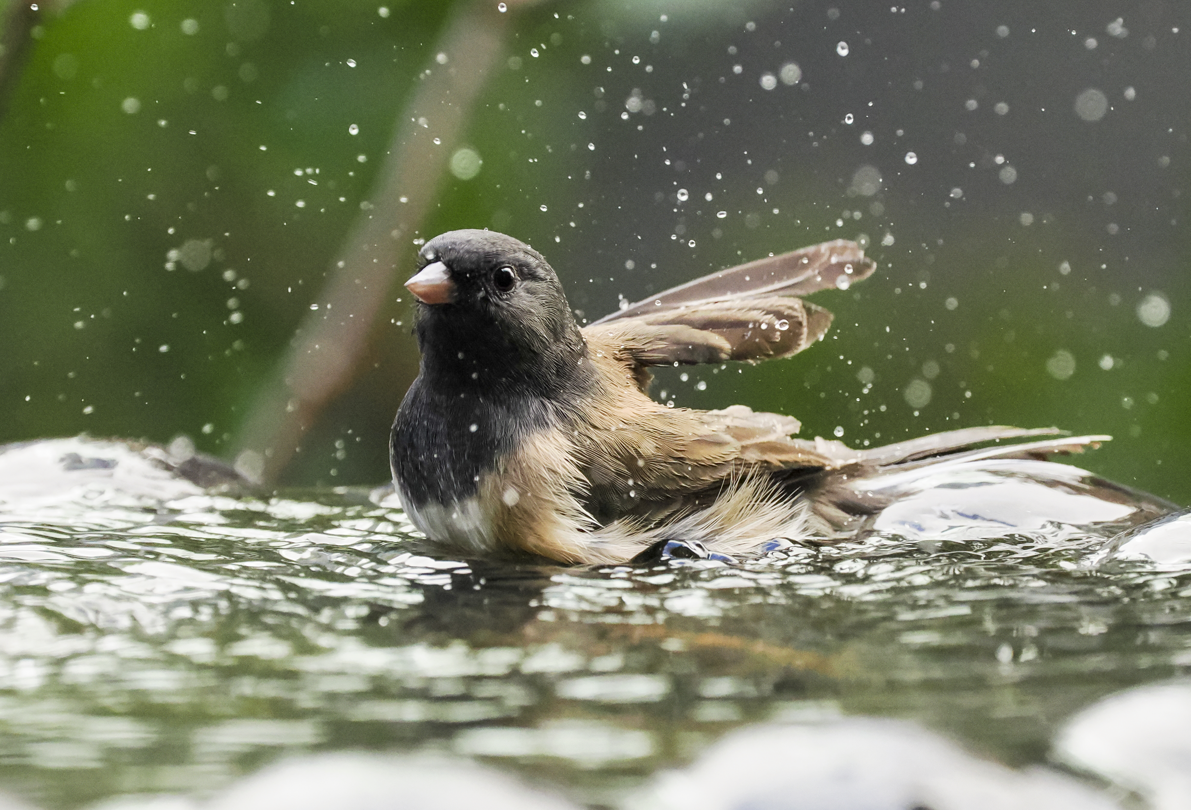 Dark-eyed Junco