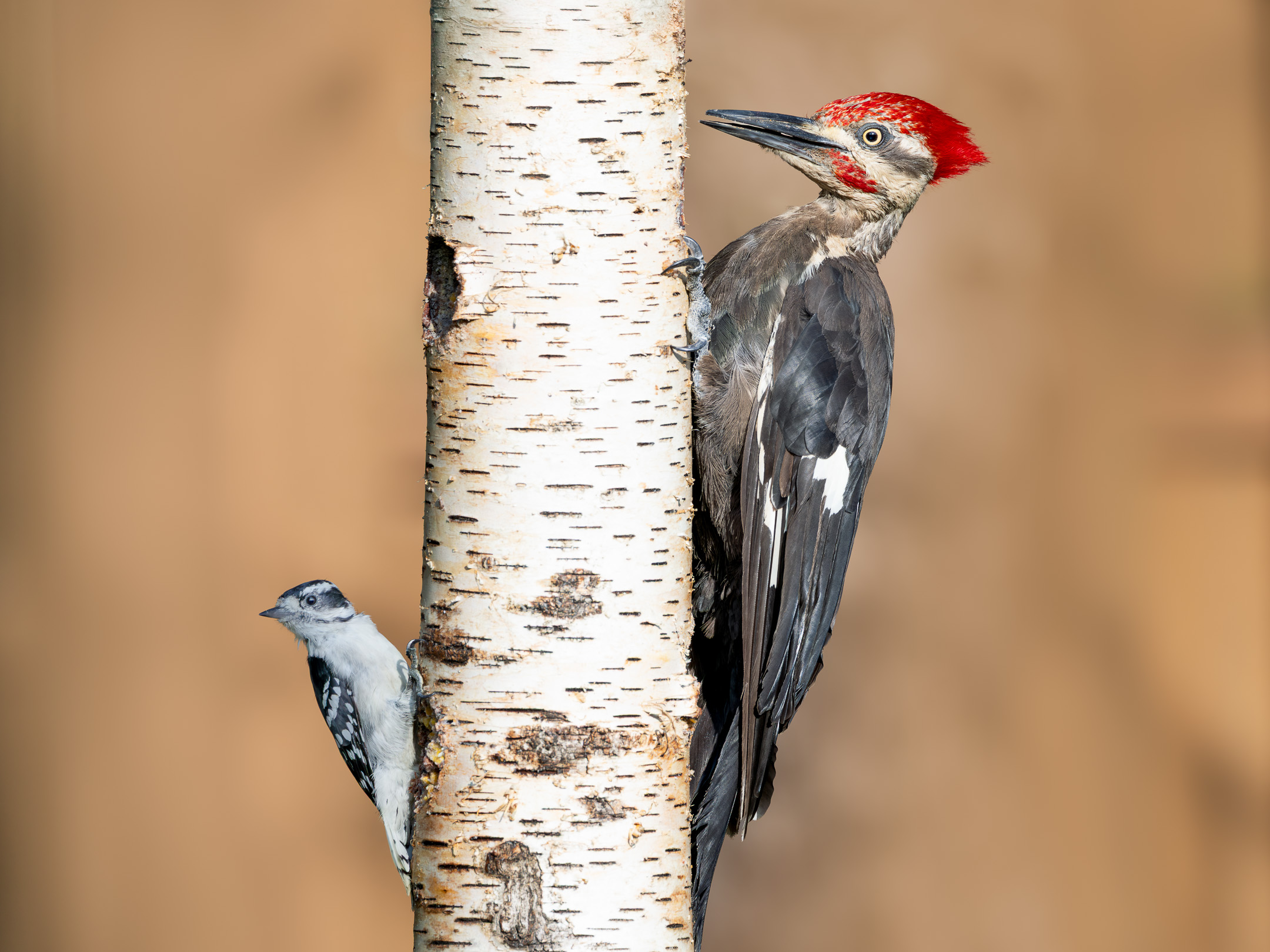 Downy Woodpecker and Pileated Woodpecker
