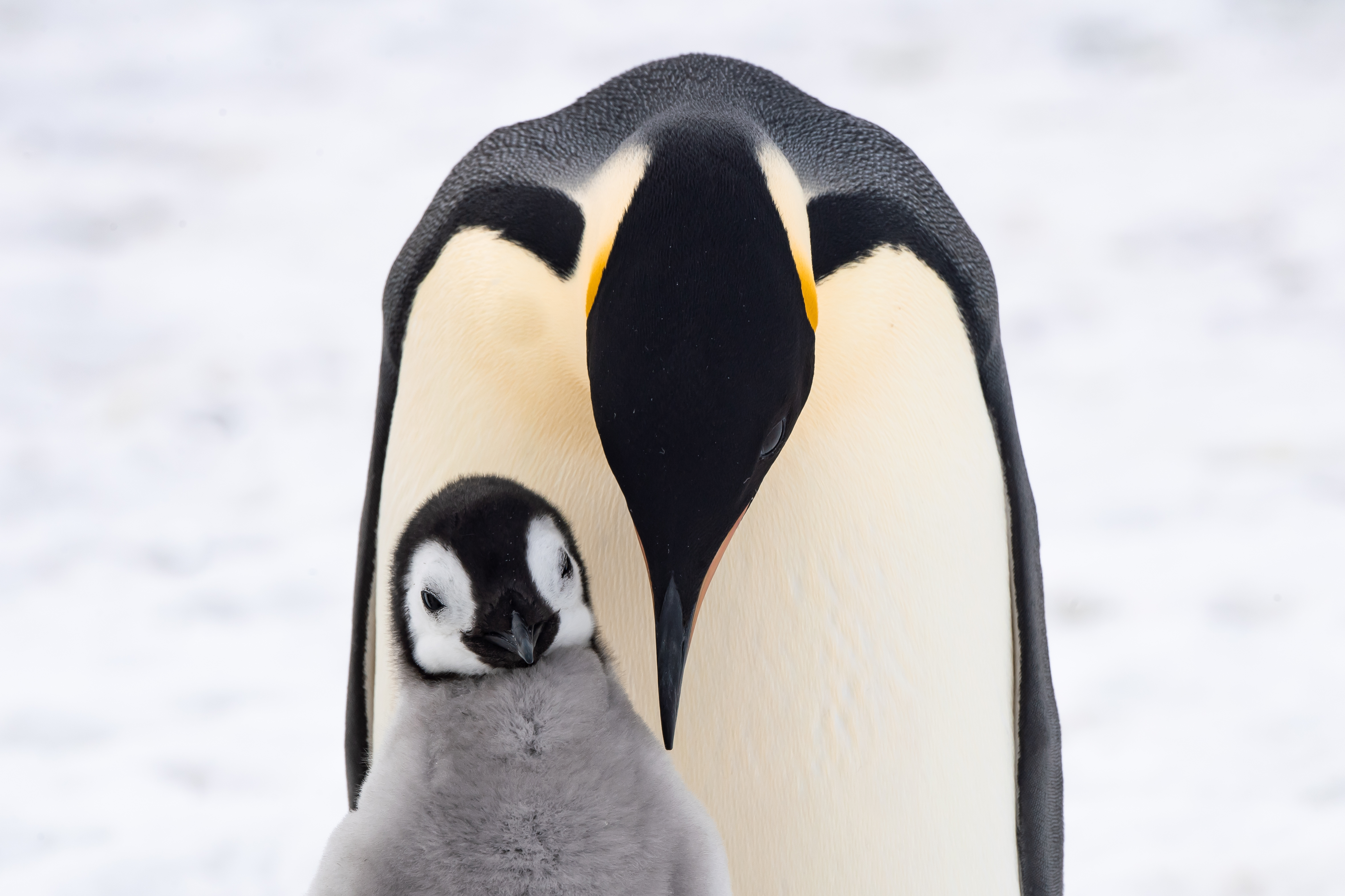 Emperor Penguins