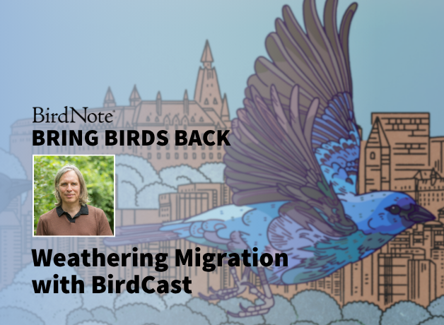 Bring Birds Back Season 8 Episode 4