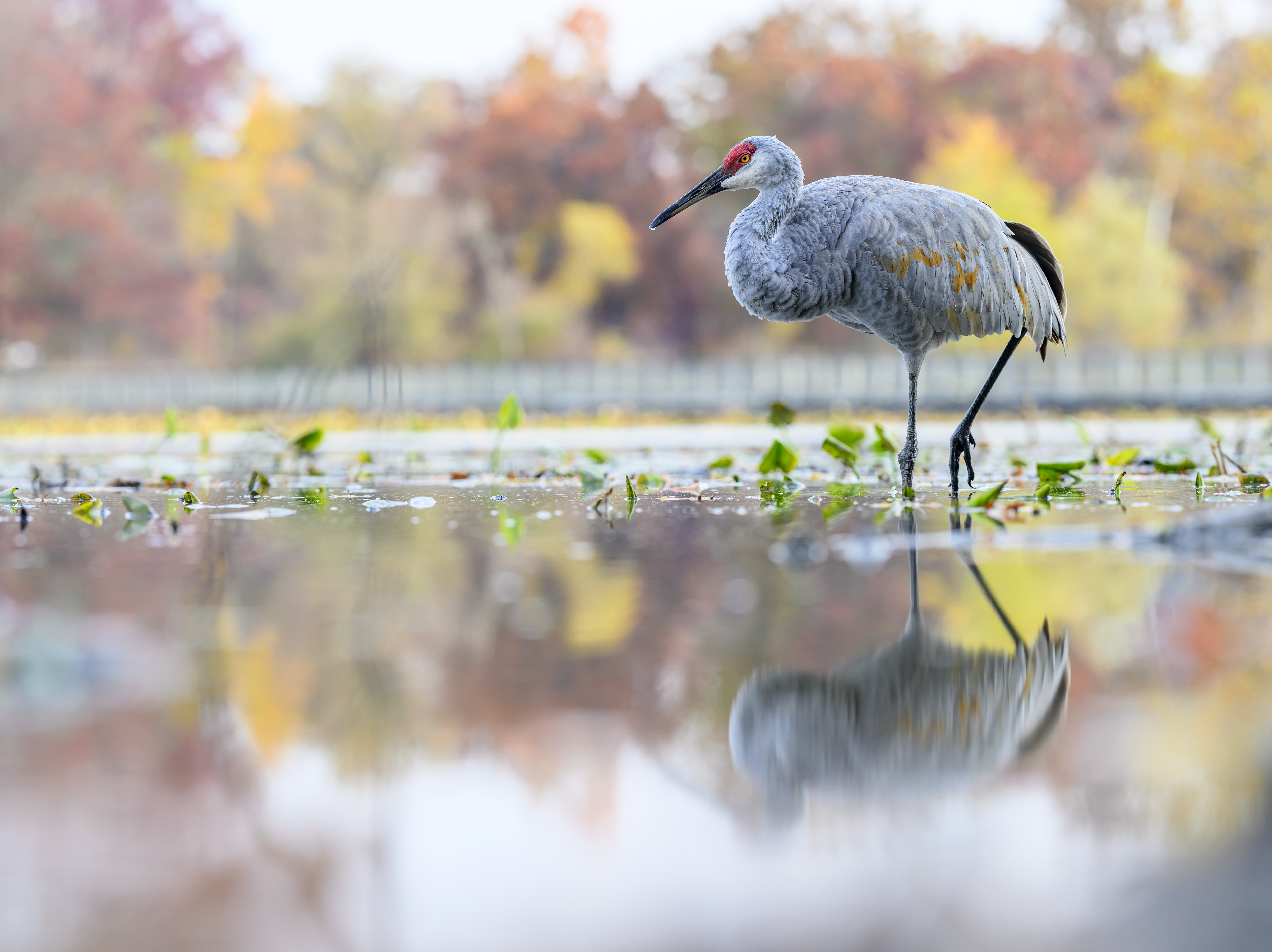 Sandhill Crane