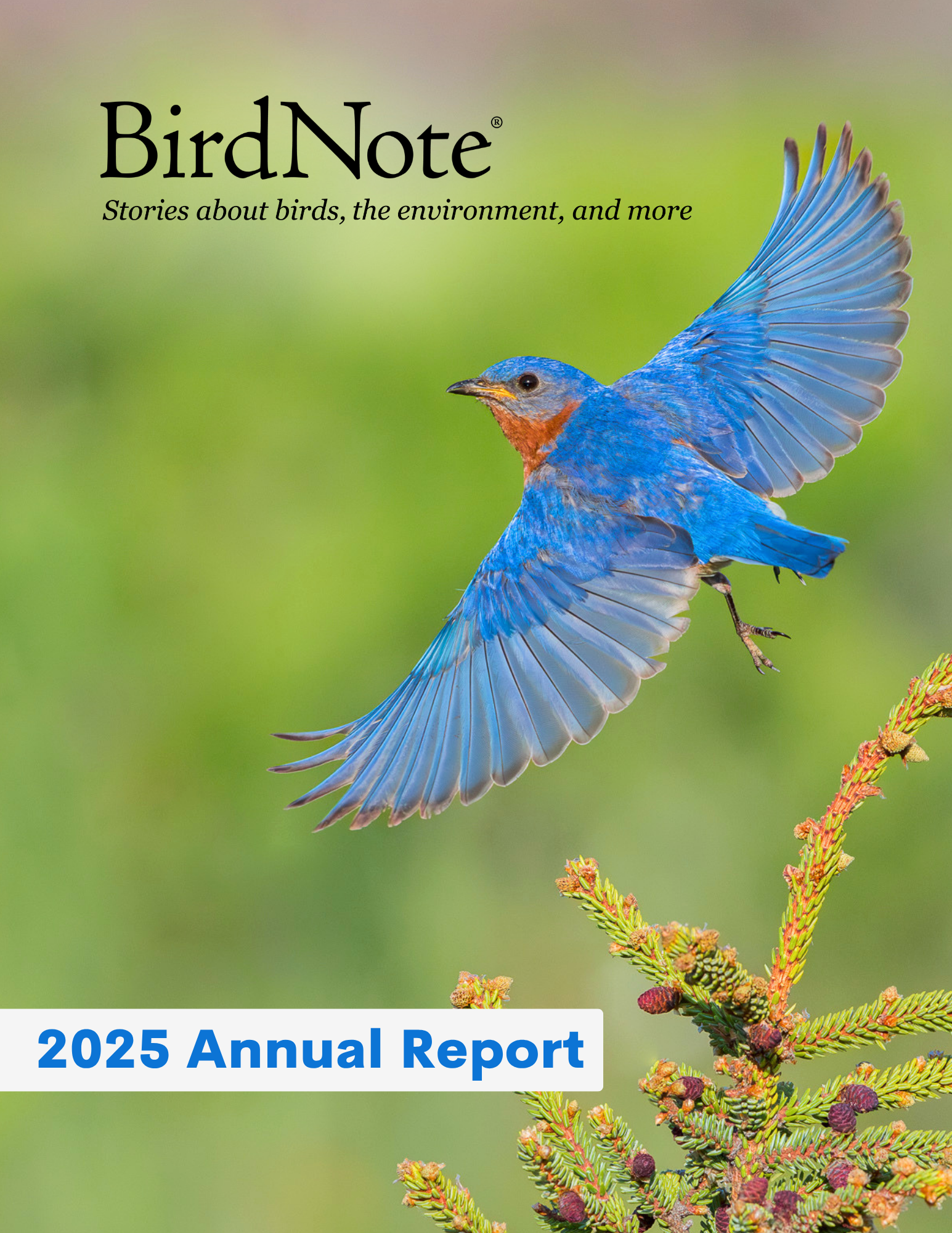 2025 BirdNote Annual Report Cover