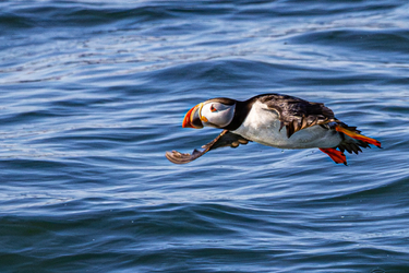 Atlantic Puffin flying