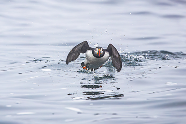 Atlantic Puffin in water