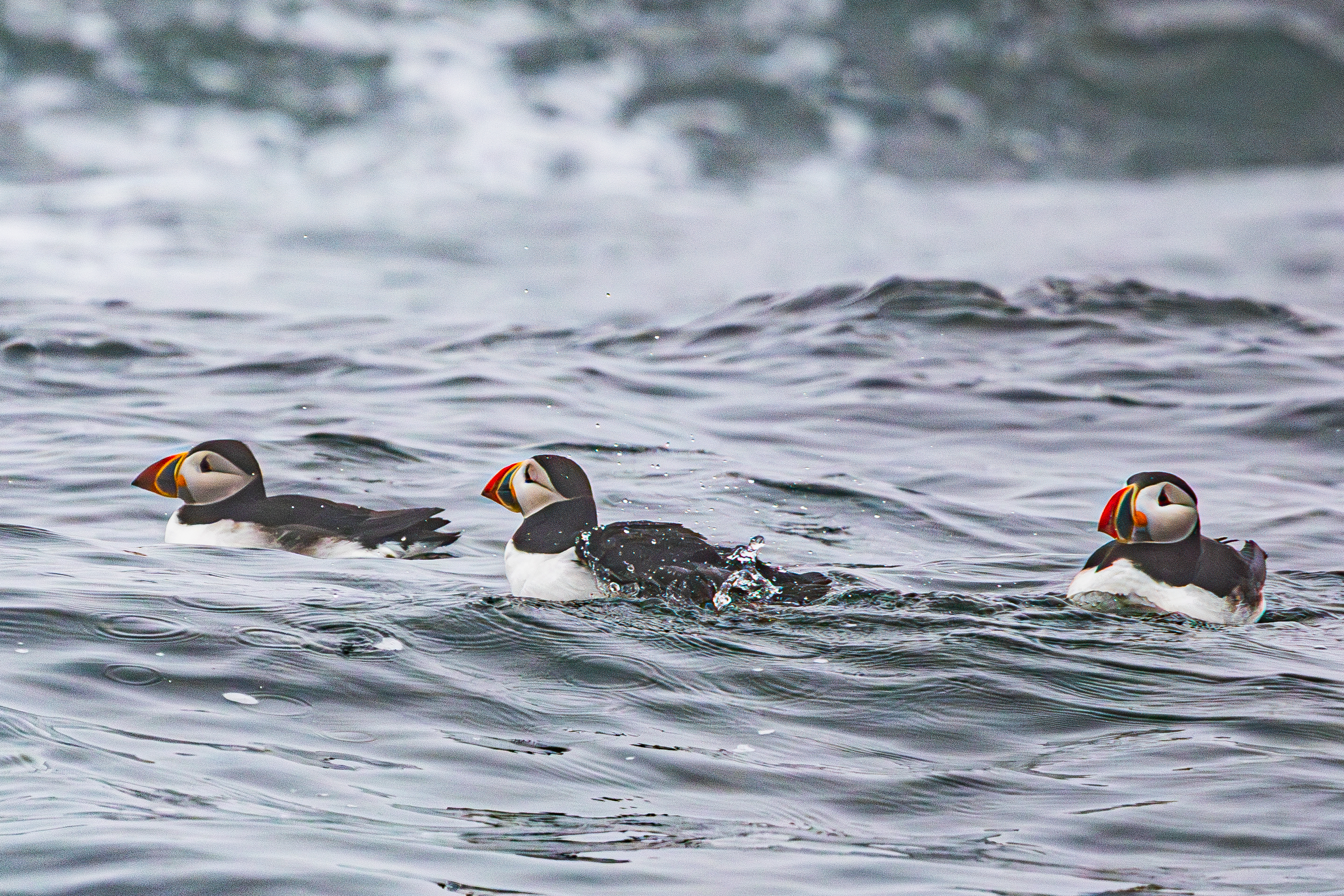 Atlantic Puffins swimming