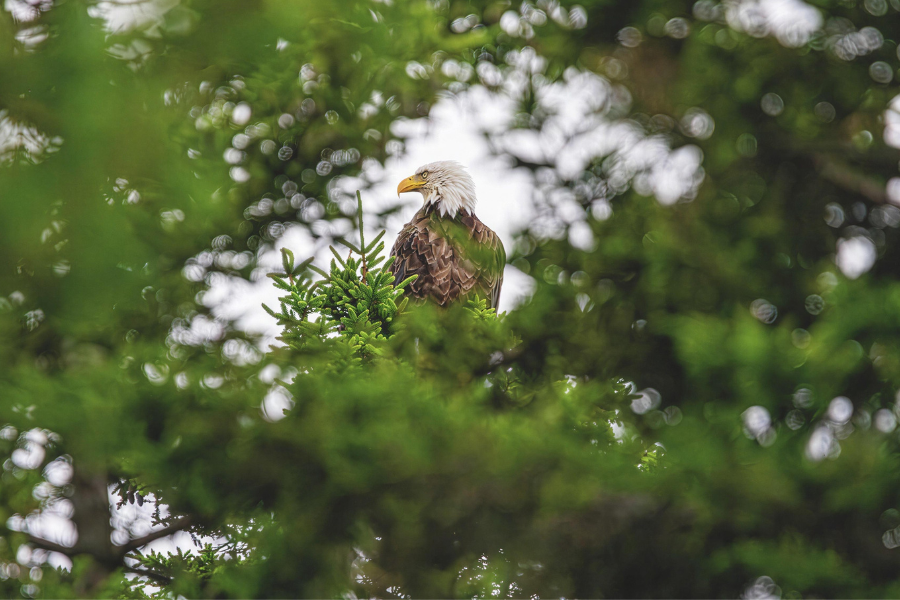 Bald Eagle