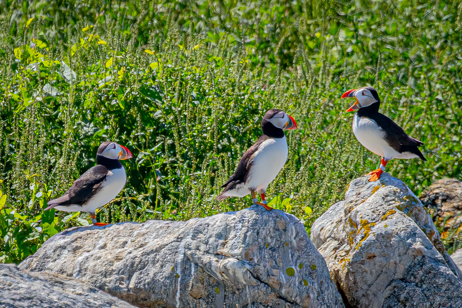 Atlantic Puffins