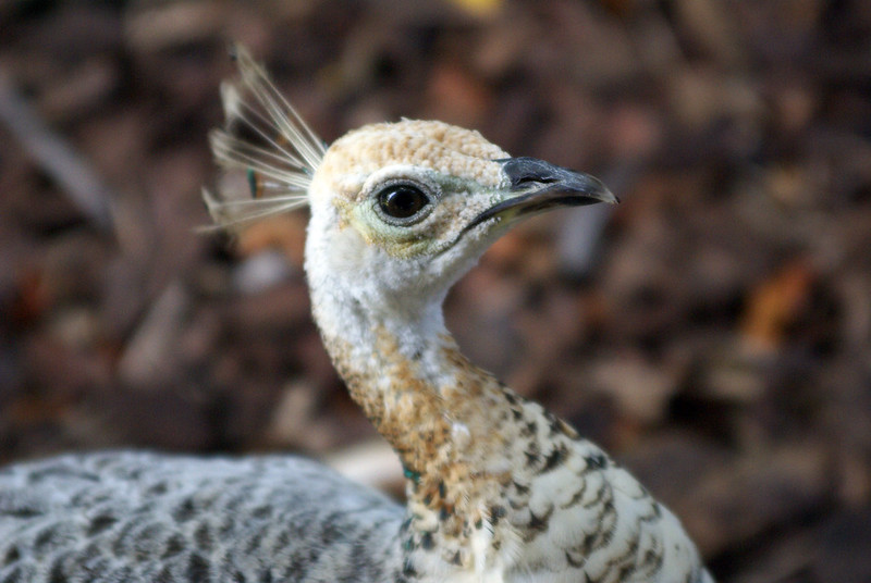 White Peacock