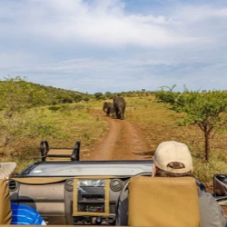 Safari
