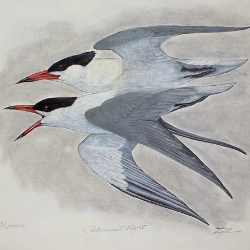 Tony Angell Artwork