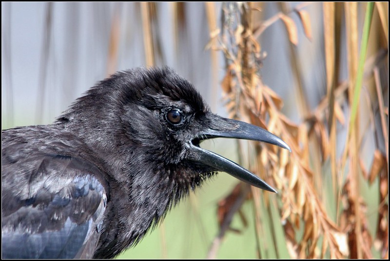 Can Crows Laugh at Me? | BirdNote