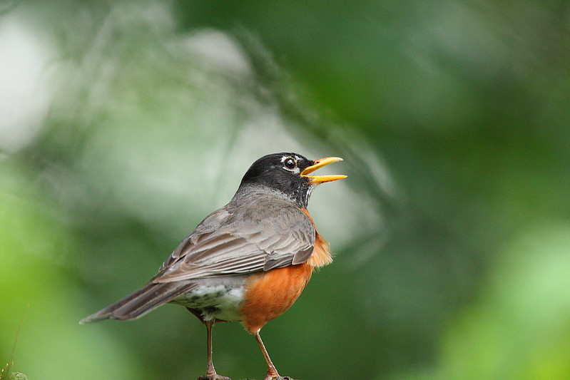 American Robin - Song Of America