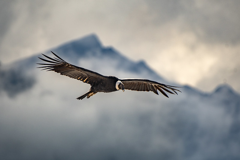 Andean Condors Soar for Hours Without Flapping | BirdNote