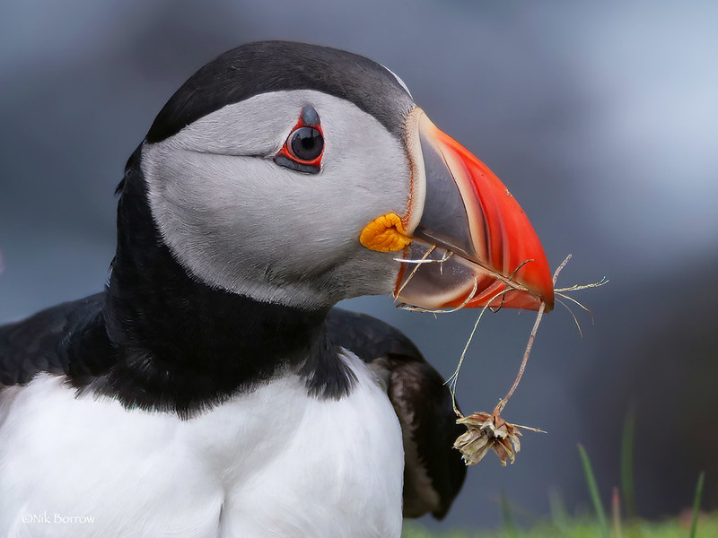 Puffin Bills Glow