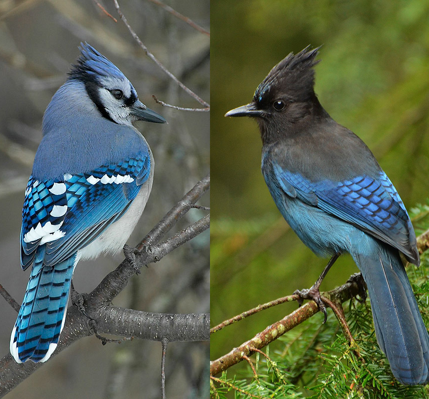 Blue Jay Bird