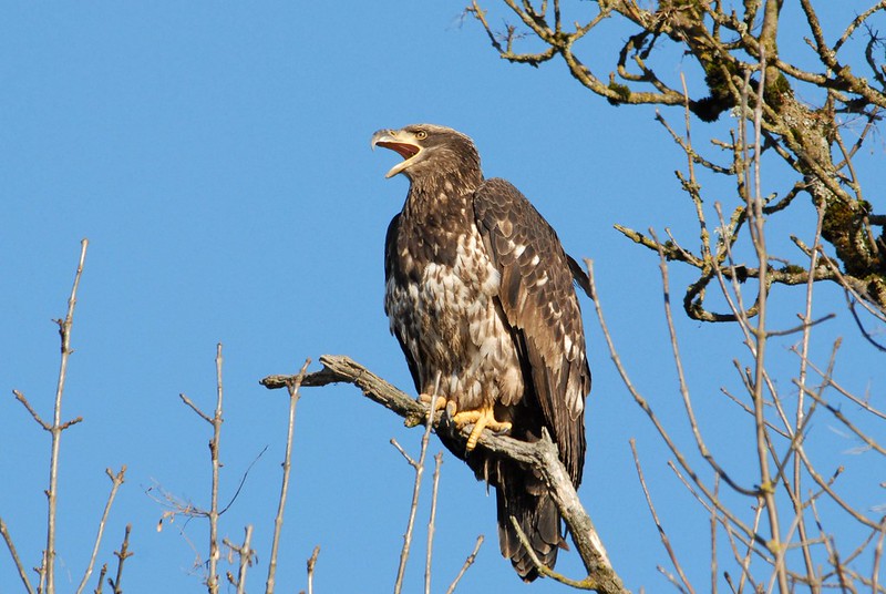 young bald eagle facts