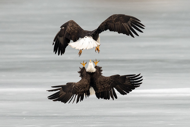 Bald Eagles' Daredevil Cartwheel Flight | BirdNote