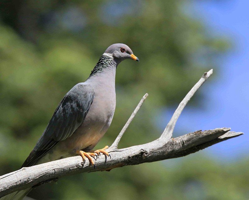 Managing Pacific Northwest Forests for Band-Tailed Pigeons - Woodland Fish  and Wildlife