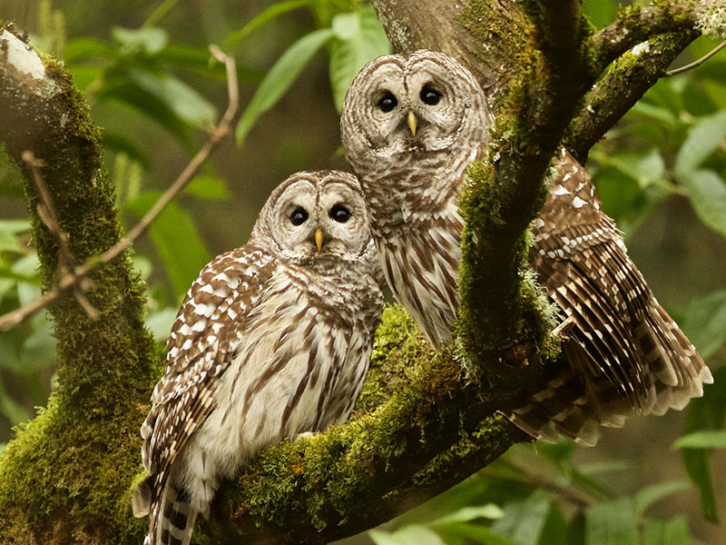 Hear the Sound of Owls Calling at Night