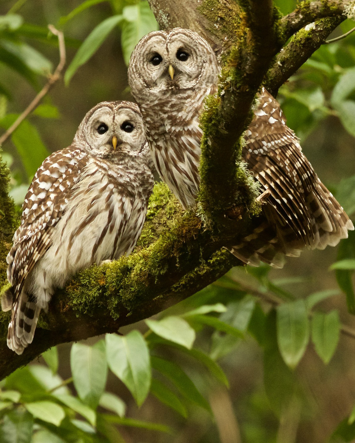 all about birds barred owl