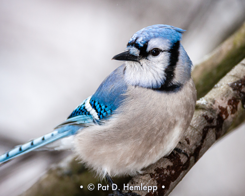 gray blue jay