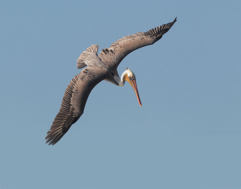 How Brown Pelicans Dive | BirdNote