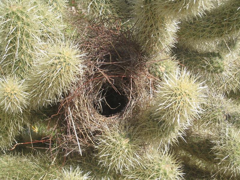 Wren nest discount