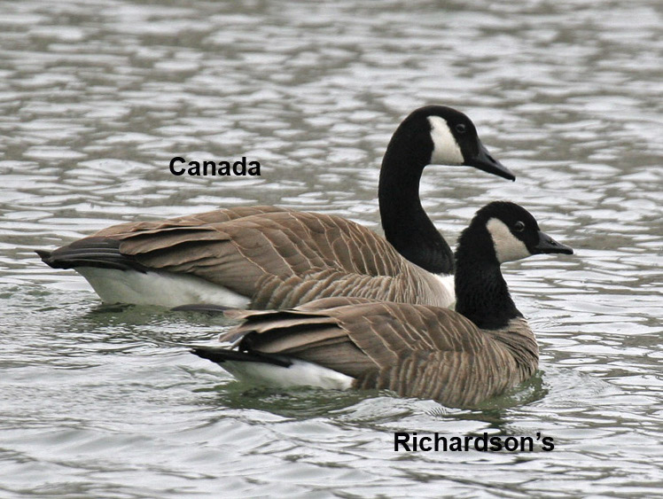 Cackling Goose Identification, All About Birds, Cornell Lab of Ornithology