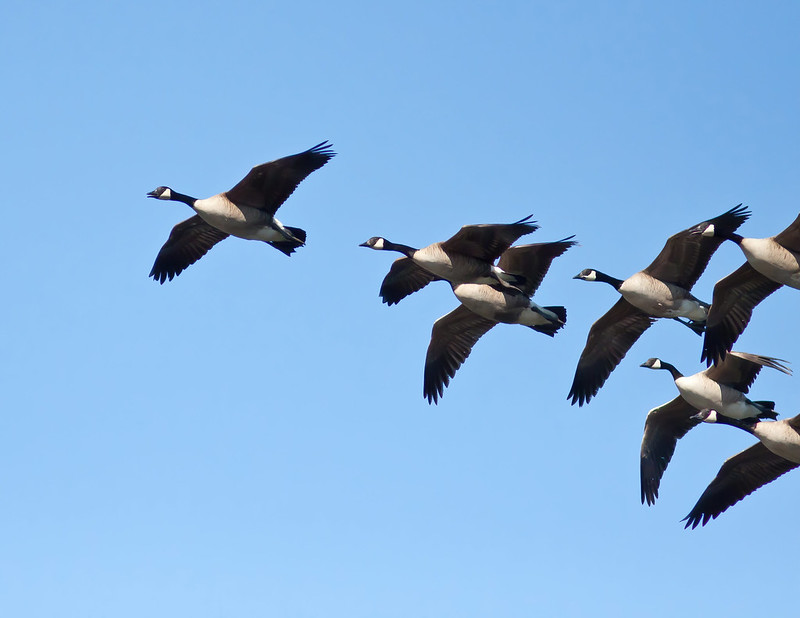 Animal Facts: Canada goose
