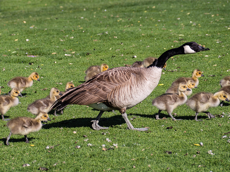 Grounded Geese