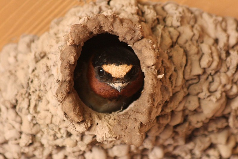 How Cliff Swallows Build a Nest