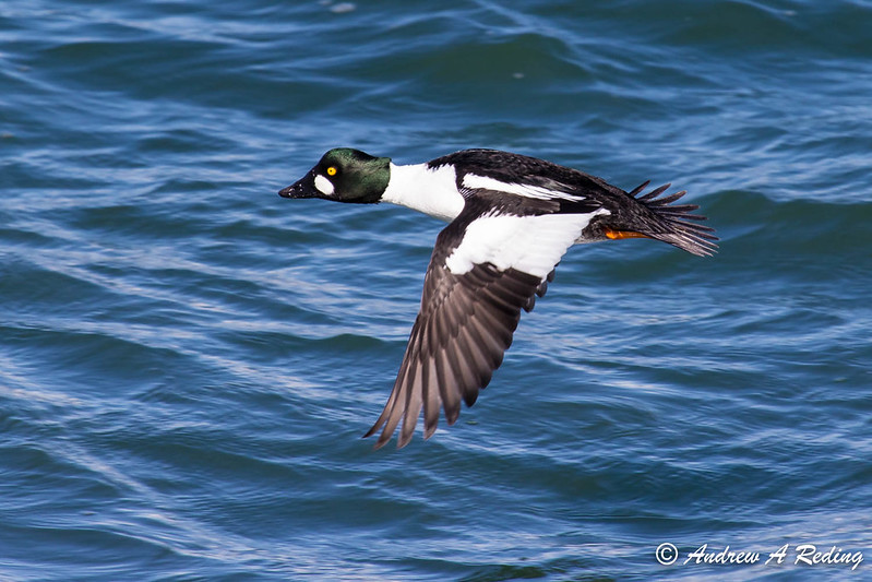 Common Goldeneye  Audubon Field Guide