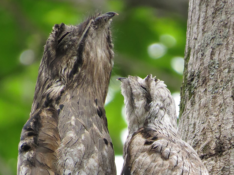 Common Potoo: Branch or Bird? | BirdNote