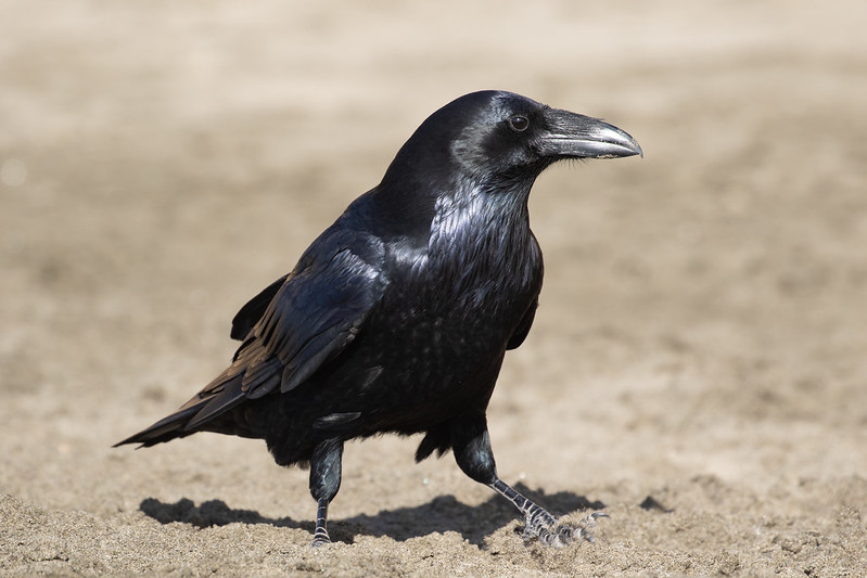 The Benefits of a Raven's Black Feathers