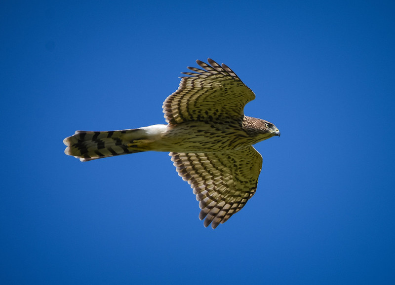 Urban Cooper's Hawks | BirdNote