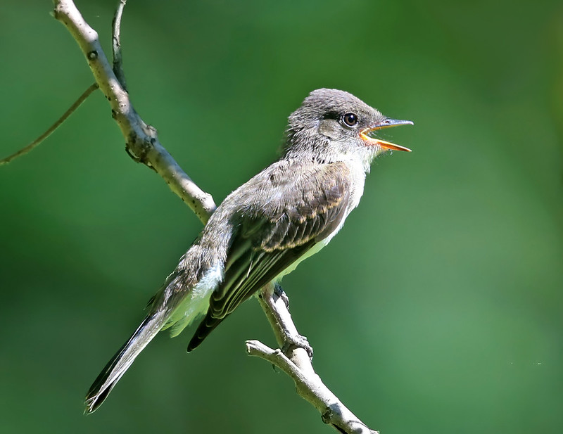 Birds That Whistle | BirdNote Birds That Whistle | BirdNote