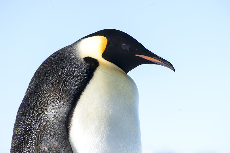 Which Bird Has the Most Feathers | BirdNote Which Bird Has the Most Feathers | BirdNote