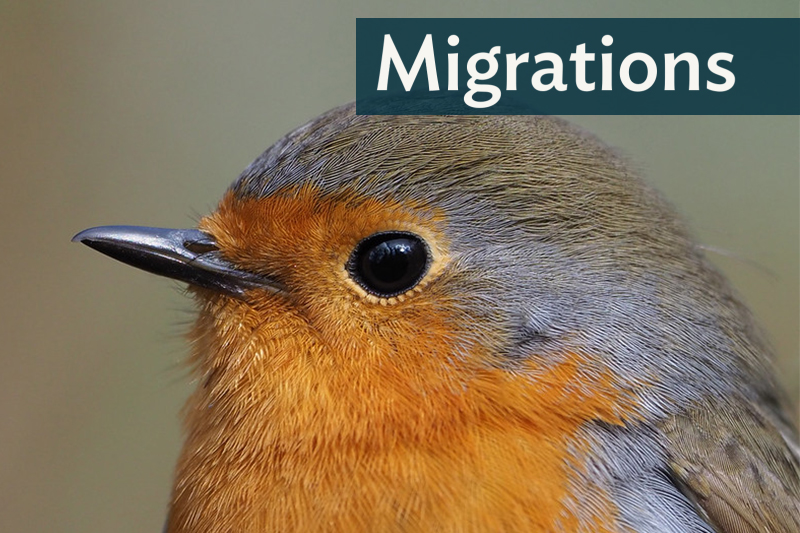 Migrations: Can Birds 