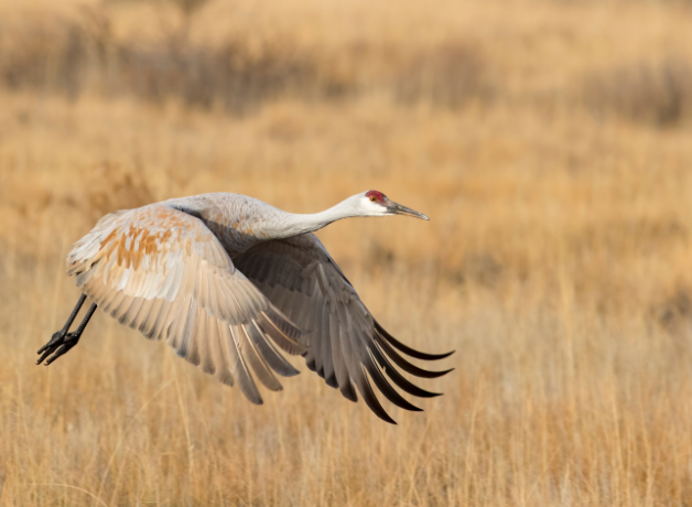 Sandhill Cranes Are Expanding Their Range