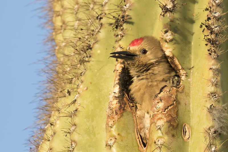 Woodpecker Bird Nest