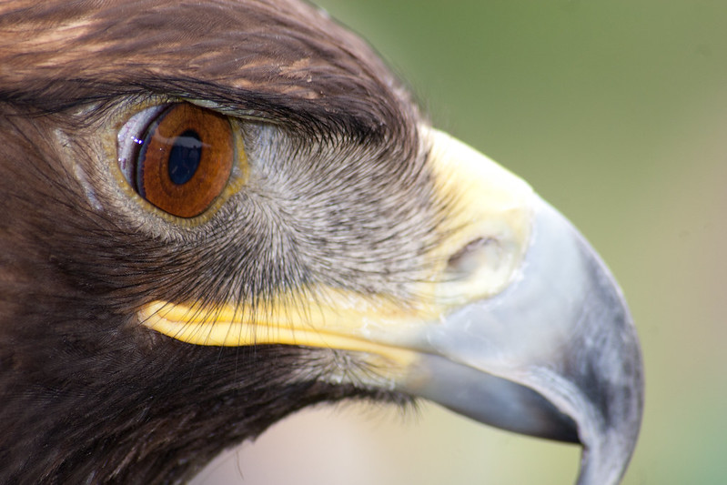 Golden Eagle Identification, All About Birds, Cornell Lab of Ornithology