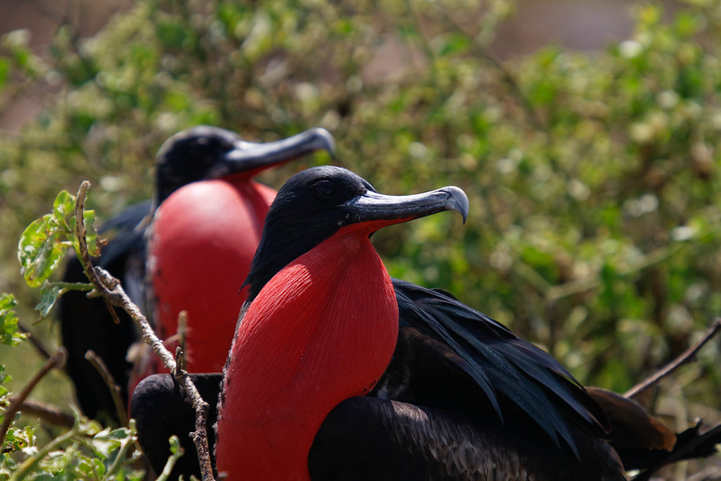 Frigatebirds - Seabirds That Can't Get Wet | BirdNote