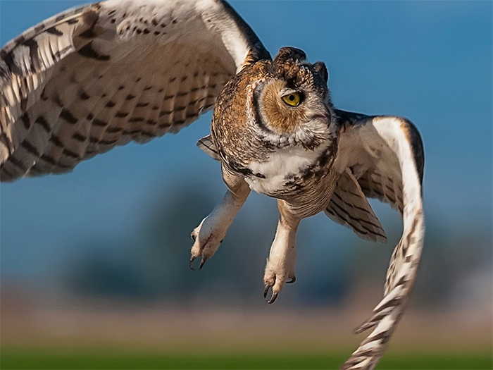 All about birds great horned owl shop