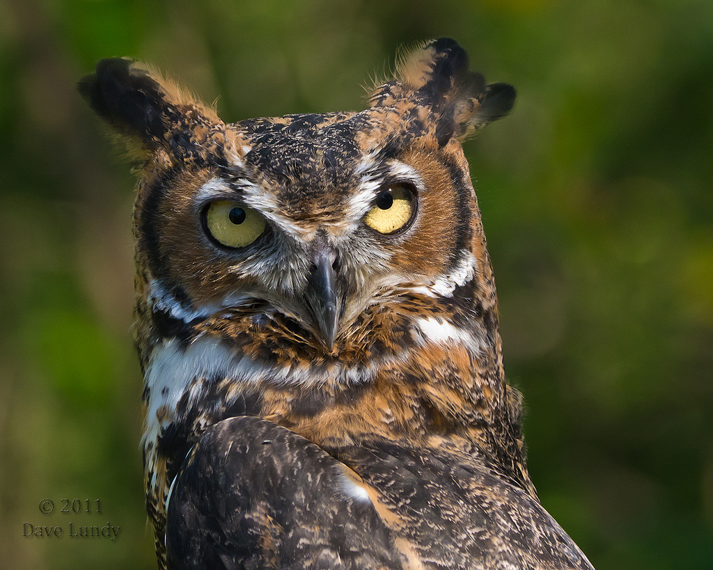 Hear the Sound of Owls Calling at Night